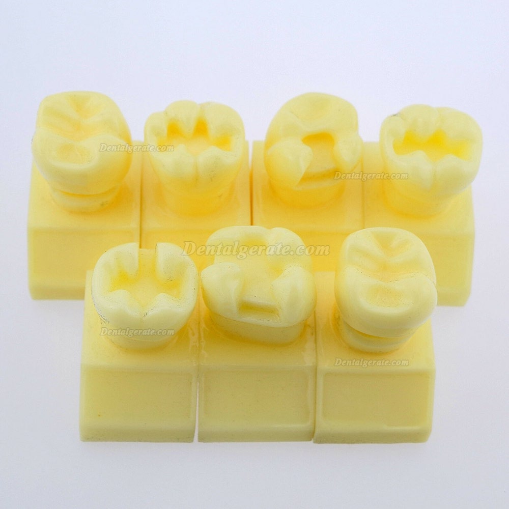 Dental 4-fach Kavit&auml;tenpr&auml;parationsstudie Modell # 7009 01